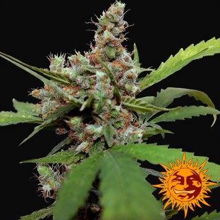 CBD Blue Shark fem. Barney's