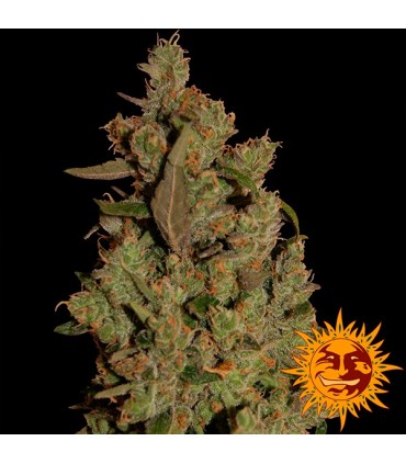 CBD Critical Cure fem. Barney's