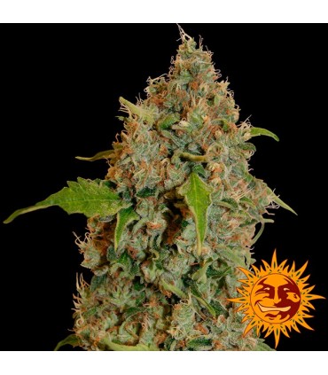 Chronic Thunder fem. Barney's