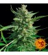 Critical Kush fem. Barney's