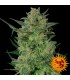 LSD fem. Barney's
