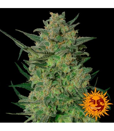 LSD fem. Barney's