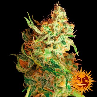 Red Dragon fem. Barney's