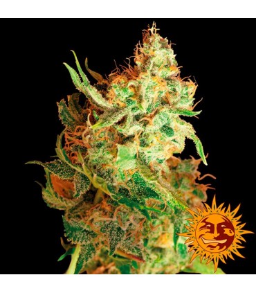 Red Dragon fem. Barney's