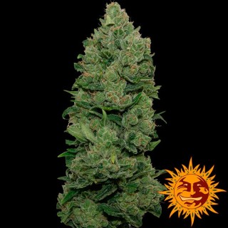 Top Dawg 1 fem. Barney's