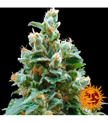 Vanilla Kush fem. Barney's