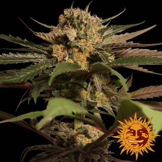 Violator Kush fem. Barney's