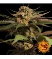 Violator Kush fem. Barney's