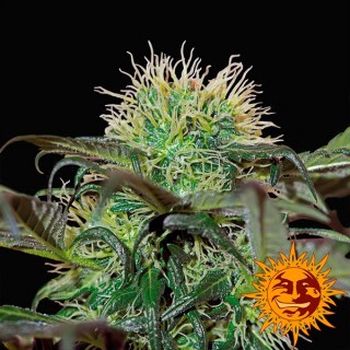 Bad Azz Kush  3 u. fem. Barney`s