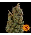 Blue Cheese  3 u. fem. Barney's