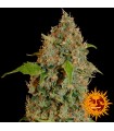 Chronic Thunder  3 u. fem. Barney's