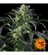 Cookies Kush  3 u. fem. Barney´s