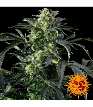 Cookies Kush  3 u. fem. Barney´s