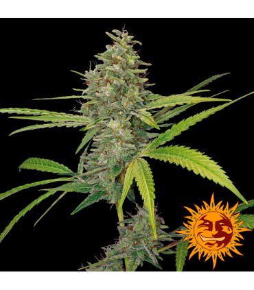 G13 x Haze  3 u. fem. Barney's