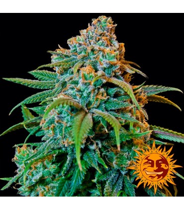 Liberty Haze  3 u. fem. Barney's