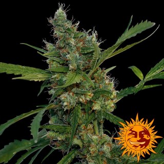 Morning Glory  3 u. fem. Barney's