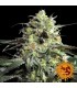 Peyote Cookies  3 u. fem. Barney's