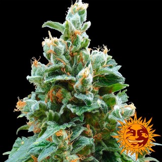 Vanilla Kush  3 u. fem. Barney's