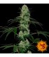 Auto Tangerine Dream 3 u. fem.  Barney's