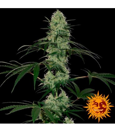 Auto Tangerine Dream 5 u. fem.  Barney's