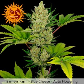 Auto Blue Cheese 10 u. fem. Barney´s