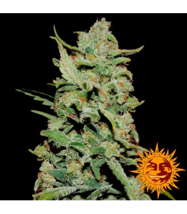 Peyote Critical  3 u. fem. Barney's