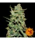 Peyote Critical  5 u. fem. Barney's