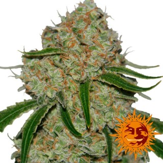 Phantom OG 10 u. fem. Barney`s