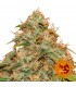Auto CBD Lemon Potion  5 u. fem. Barney`s