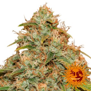Auto CBD Lemon Potion 10 u. fem. Barney`s