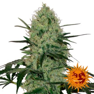 Auto Tangerine Dream fem. Barney's