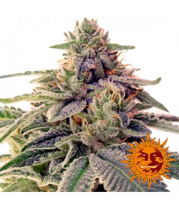 Shiskaberry  5 u. fem. Barney's