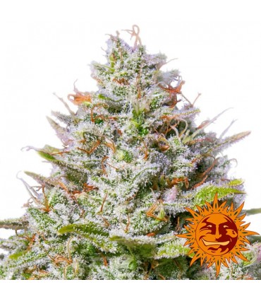 Blue Gelato 41  5 u. fem. Barney's