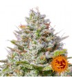Blue Gelato 41  5 u. fem. Barney's