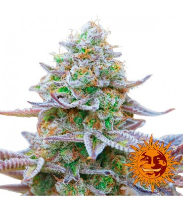 Gorilla Zkitltez   3 u. fem. Barney's