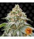 Pink Kush fem. Barney's
