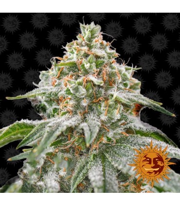 Pink Kush 10 u. fem. Barney's