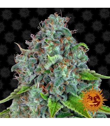 Strawberry Lemonade fem. Barney's