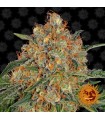 Orange Sherbert fem. Barney's