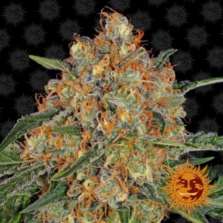 Orange Sherbert   3 u. fem. Barney's