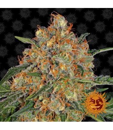 Orange Sherbert  10 u. fem. Barney's