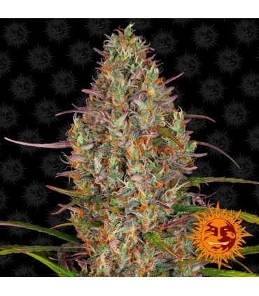 Auto Glue Gelato fem. Barney's