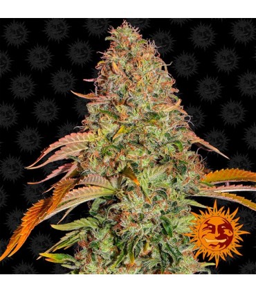 Auto Zkittlez OG  3 u. fem. Barney's