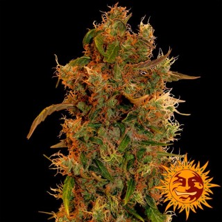 8 Ball Kush 10 u. fem. Barney's