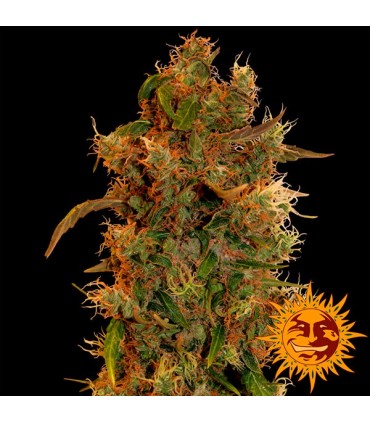 8 Ball Kush 10 u. fem. Barney's