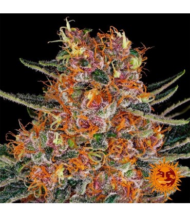 Purple Punch  5 u. fem. Barney's