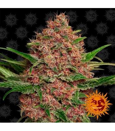 Auto Purple Punch fem. Barney's