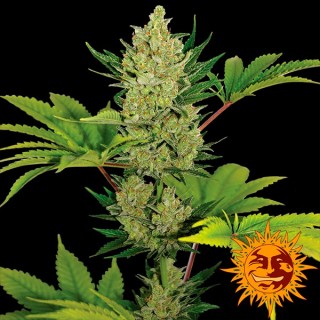 Auto Blue Cheese  5 u. fem. Barney´s