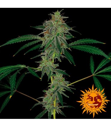 Auto Blue Mammoth 3 u. fem. Barney's