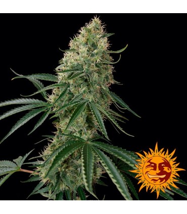 Auto Sin Tra Bajo  5 u. fem Barney's